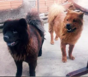 Cachorro raça Chow chow idade 2 anos nome amora