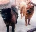 Cachorro raça Chow chow idade 2 anos nome amora