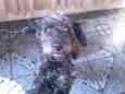Bolinha
