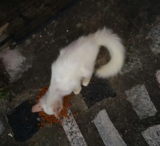 Gato ra a  idade 2 a 6 meses nome sem nome