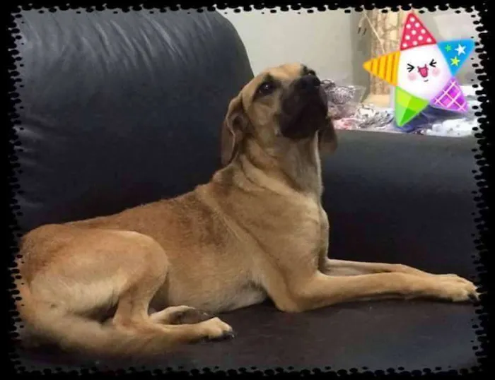 Cachorro ra a SRD idade 1 ano nome Thor