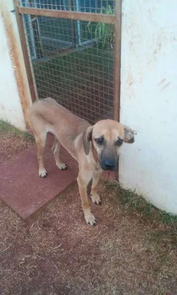 Cachorro ra a SRD idade 1 ano nome Thor