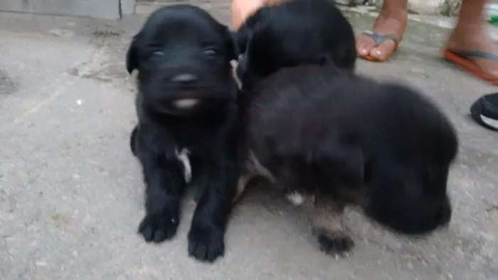 Cachorro ra a Srd idade Abaixo de 2 meses nome Filhotes