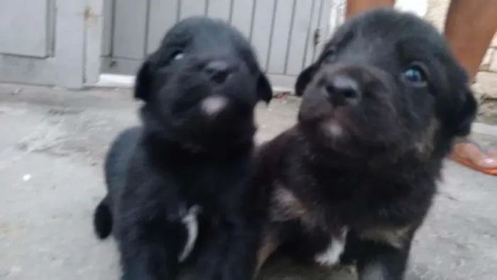 Cachorro ra a Srd idade Abaixo de 2 meses nome Filhotes