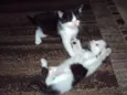 Dom e Dora