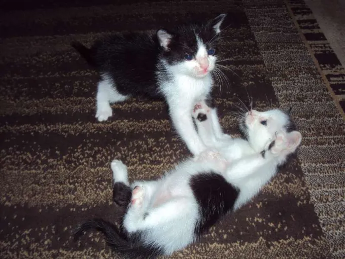 Gato ra a SRD idade Abaixo de 2 meses nome Dom e Dora