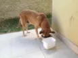 Apolo