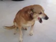 Apolo