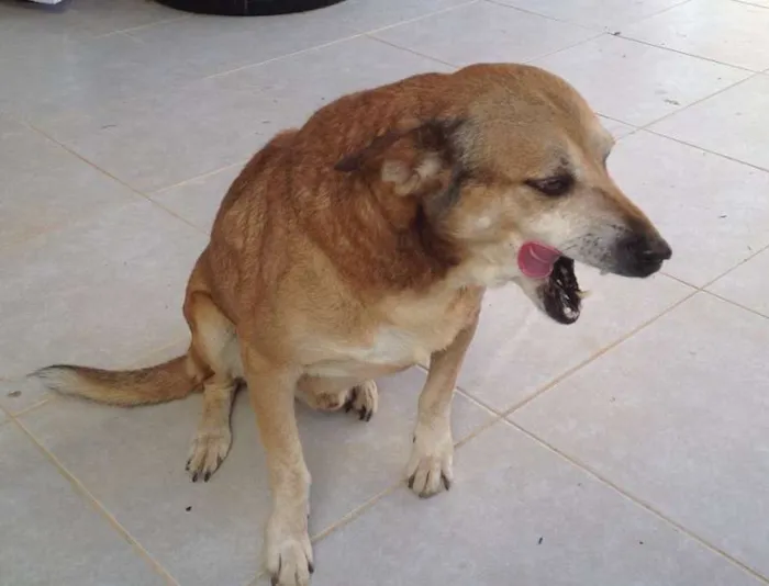Cachorro ra a Viralata idade 6 ou mais anos nome Apolo