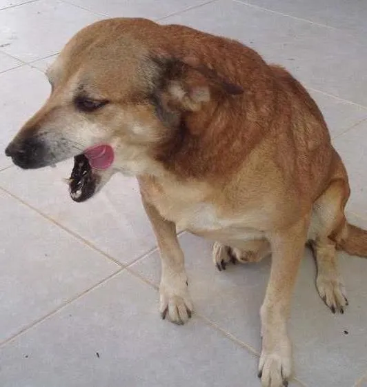 Cachorro ra a Viralata idade 6 ou mais anos nome Apolo