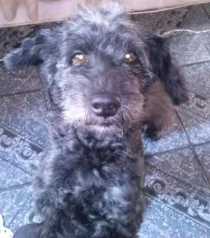 Cachorro raça Poodle idade 6 ou mais anos nome Bolinha