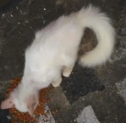 Gato ra a  idade 2 a 6 meses nome sem nome