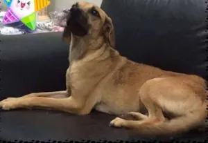 Cachorro raça SRD idade 1 ano nome Thor