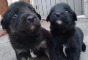 Cachorro raça Srd idade Abaixo de 2 meses nome Filhotes