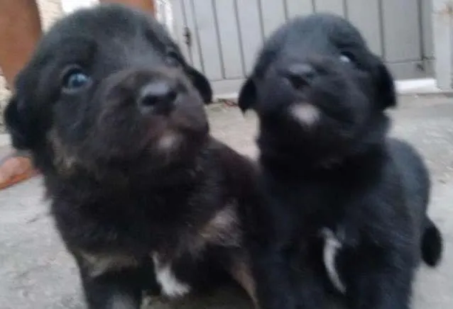 Cachorro ra a Srd idade Abaixo de 2 meses nome Filhotes