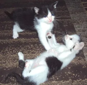 Gato raça SRD idade Abaixo de 2 meses nome Dom e Dora