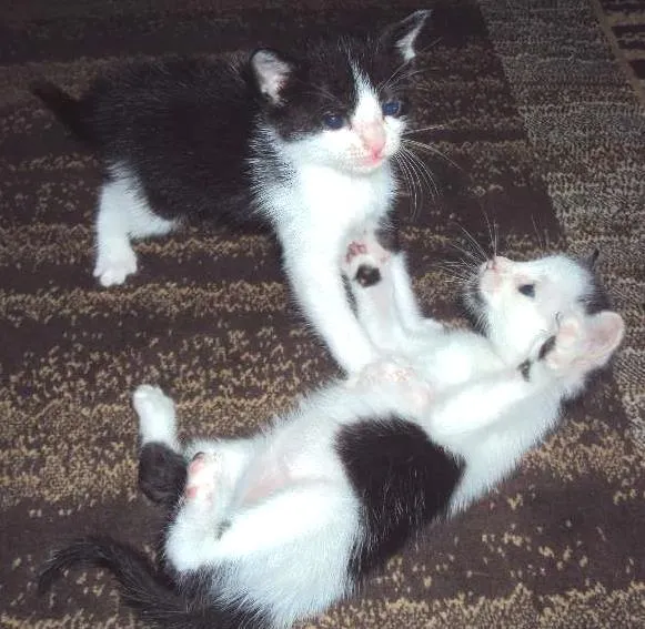 Gato ra a SRD idade Abaixo de 2 meses nome Dom e Dora