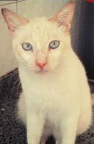 Gato raça Srd red Point idade 7 a 11 meses nome Jaime