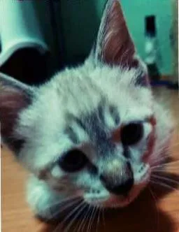 Gato raça SRD idade 2 a 6 meses nome Walter