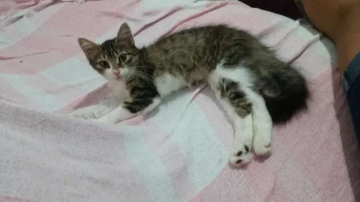 Gato ra a Srd idade 2 a 6 meses nome Jasmim
