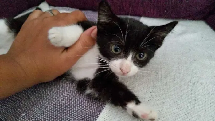 Gato ra a SRd idade 2 a 6 meses nome Violetta