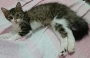 Gato raça Srd idade 2 a 6 meses nome Jasmim