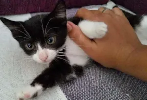 Gato raça SRd idade 2 a 6 meses nome Violetta