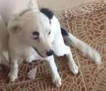 Cachorro ra a SHOW/PITBULL /VILA LATA idade 4 anos nome THOR/PRINCESA