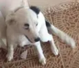 THOR/PRINCESA