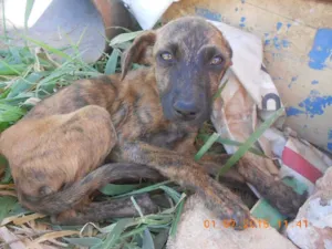 Cachorro raça SRD idade 2 a 6 meses nome Lili