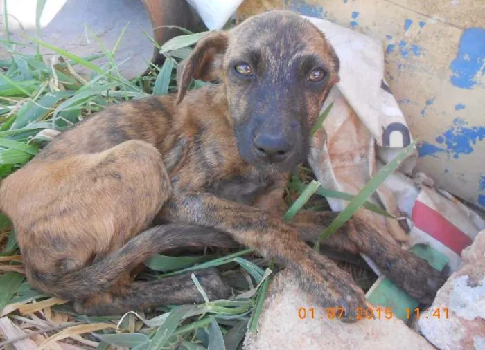 Cachorro ra a SRD idade 2 a 6 meses nome Lili