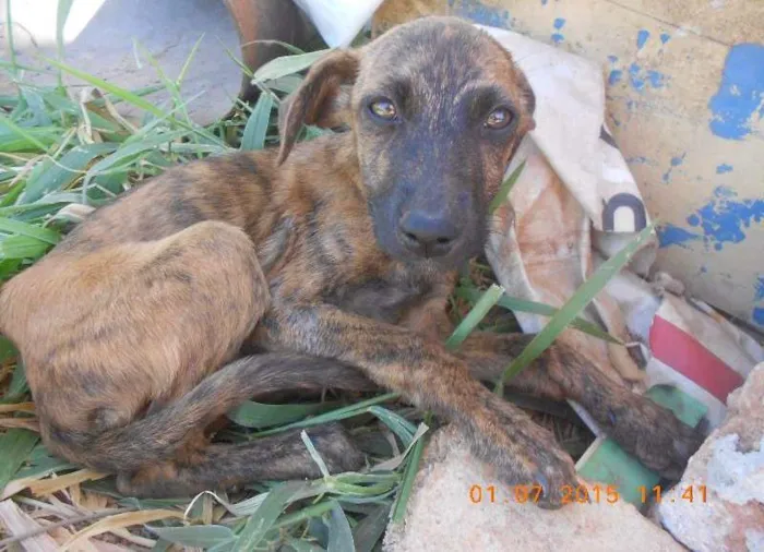 Cachorro ra a SRD idade 2 a 6 meses nome Lili