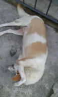 Layka