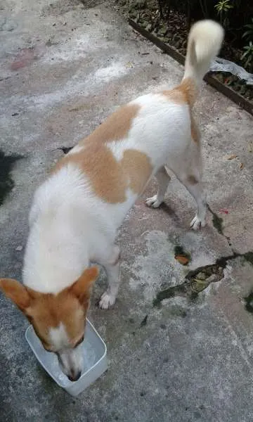 Cachorro ra a Vira lata idade 6 ou mais anos nome Layka