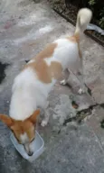 Layka