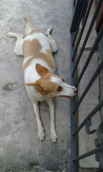 Cachorro ra a Vira lata idade 6 ou mais anos nome Layka