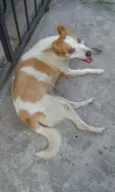 Layka