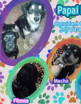 Cachorro ra a SRD idade Abaixo de 2 meses nome 5 filhotes