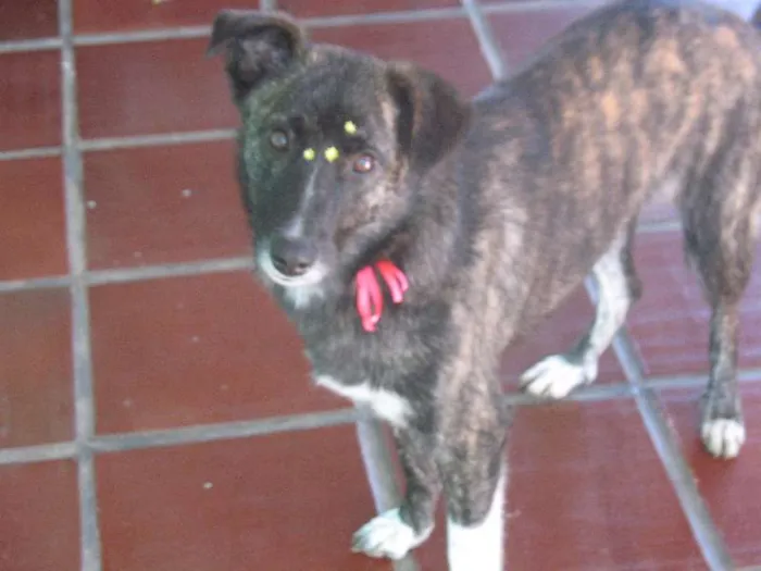 Cachorro ra a SRD idade 2 anos nome Layla