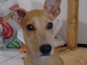 Cachorro ra a ___ idade 2 a 6 meses nome ___