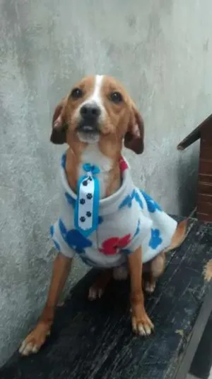 Cachorro raça SRD idade 1 ano nome sid