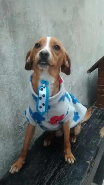 Cachorro ra a SRD idade 1 ano nome sid