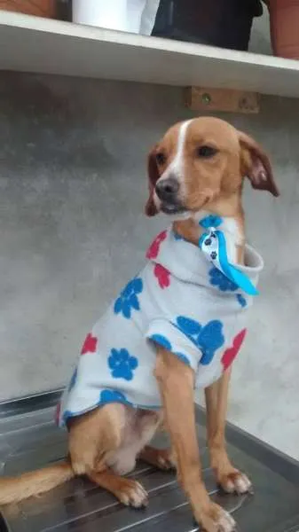 Cachorro ra a SRD idade 1 ano nome sid