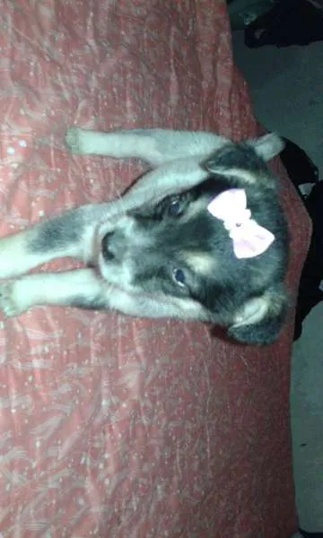 Cachorro ra a srd idade 2 a 6 meses nome bebes