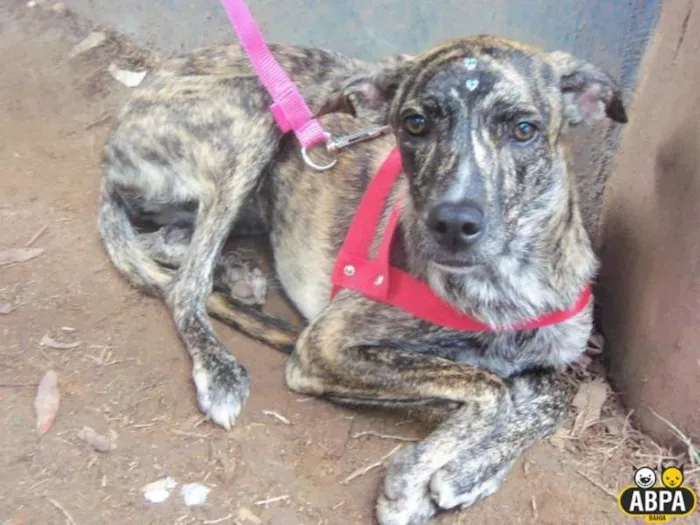 Cachorro raça SRD idade 7 a 11 meses nome Granola