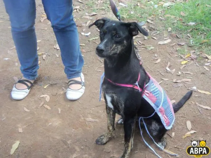 Cachorro raça SRD idade 7 a 11 meses nome Rubi