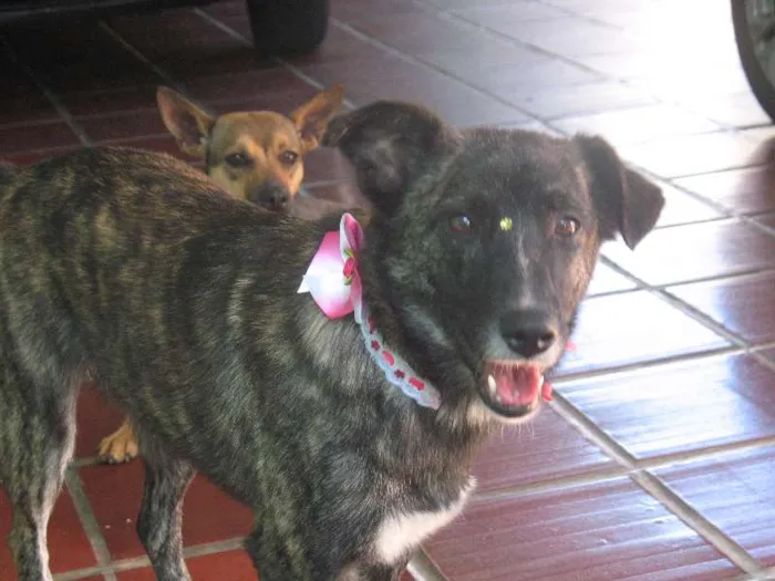 Cachorro ra a SRD idade 2 anos nome Layla