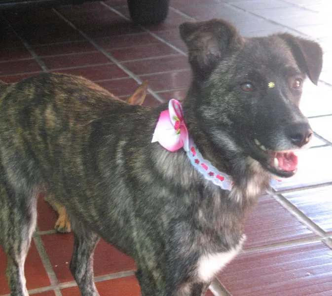 Cachorro ra a SRD idade 2 anos nome Layla