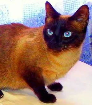 Gato ra a Siamesa idade 1 ano nome Amora - castrada, v
