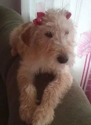 Cachorro raça SRD idade  nome Amarelinha